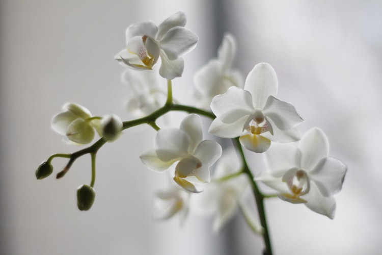 Orchid 1 stem - Ceekay Flowers
